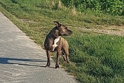 Fundmeldung Hund  Unbekannt Houdilcourt Frankreich