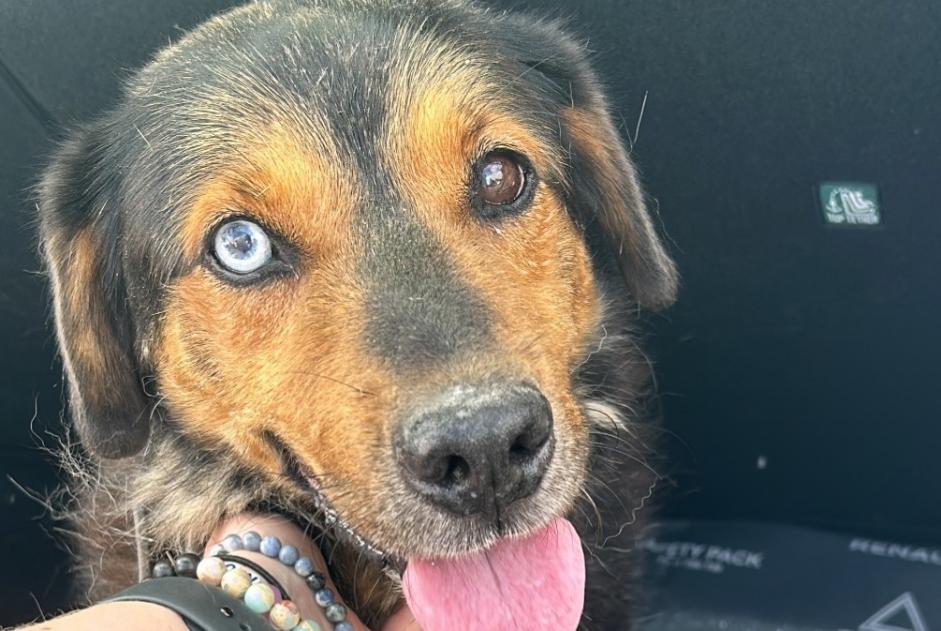 Fundmeldung Hund rassenmischung Unbekannt Cappelle-en-Pévèle Frankreich