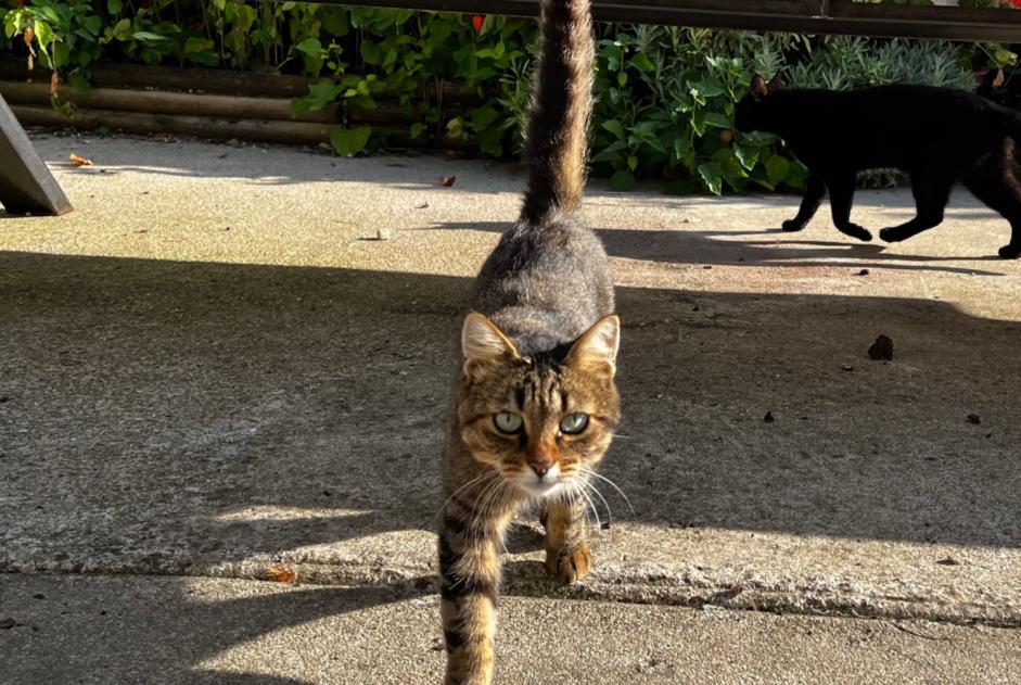 Fundmeldung Katze Weiblich Saint-Loup-des-Chaumes Frankreich