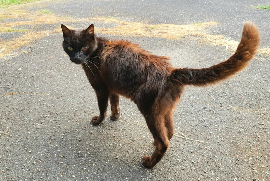 Fundmeldung Katze  Männliche , 12 Jahre Sallebœuf Frankreich