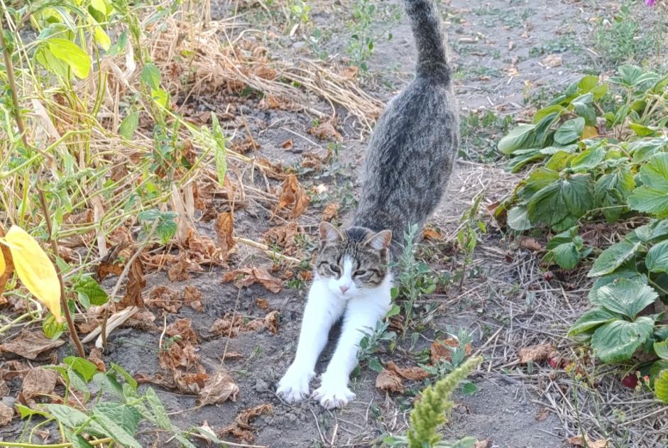 Disappearance alert Cat Female , 1 years Passirac France