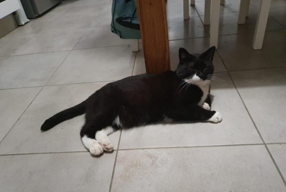 Disappearance alert Cat  Male , 6 years Nîmes France