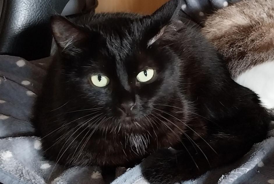 Disappearance alert Cat  Male , 4 years Yvré-l'Évêque France