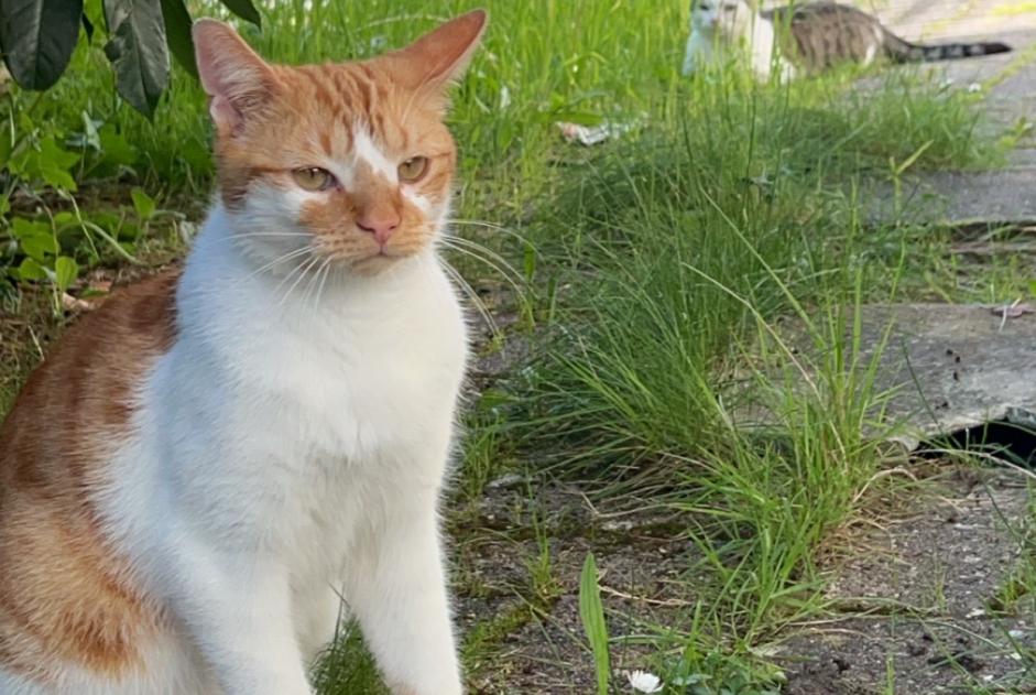 Alerta de Desaparición Gato  Macho , 2 años Beaugency Francia