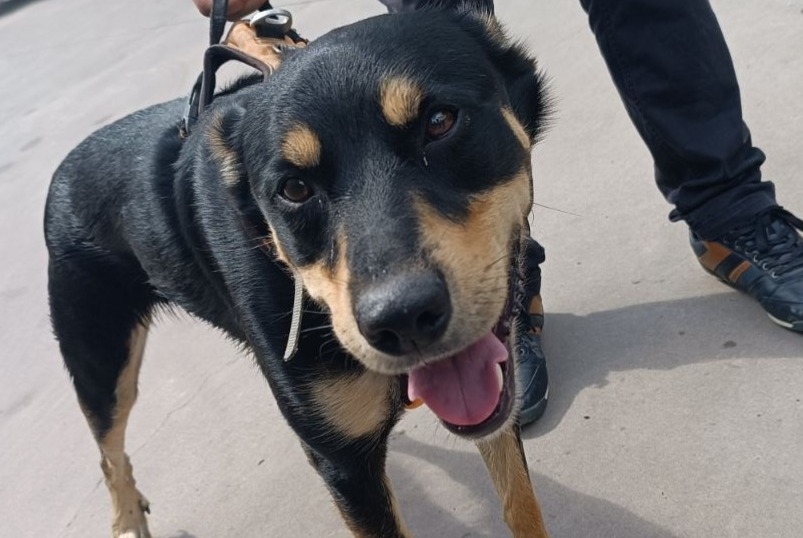 Alerte Découverte Chien croisement Mâle Calvisson France