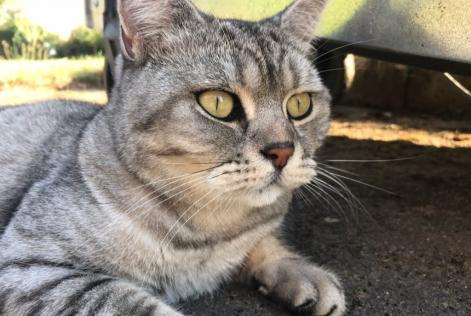 Avviso scomparsa Gatto  Maschio , 10 anni Floing Francia