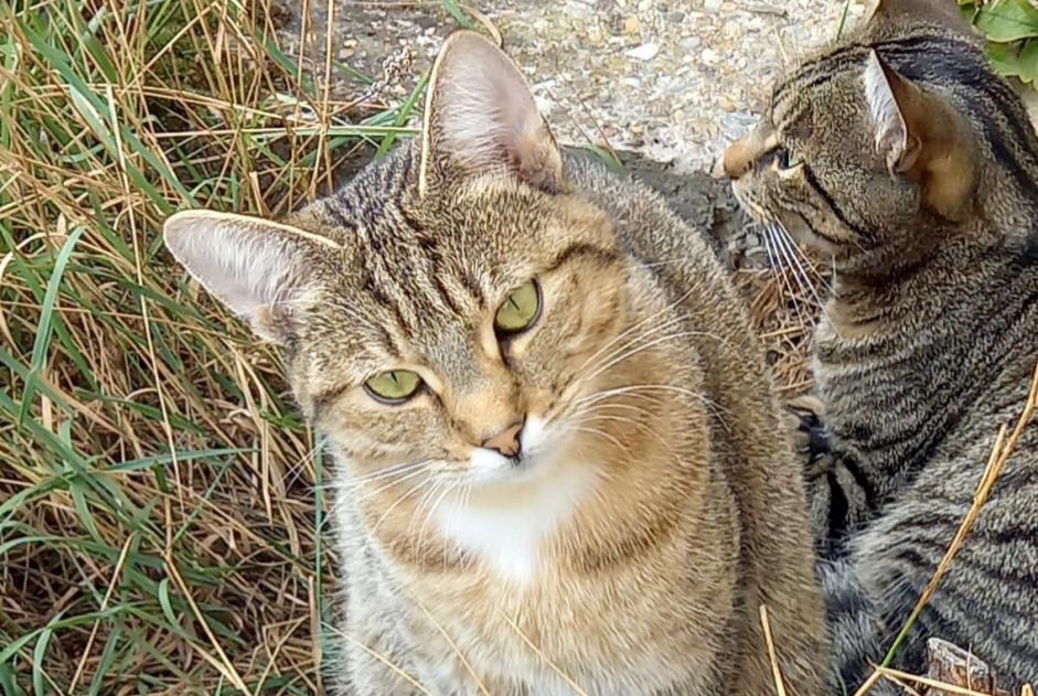 Avviso scomparsa Gatto Femmina , 2 anni Holtzheim Francia