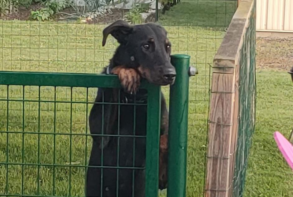 Ontdekkingsalarm Hond  Onbekend Marigné-Laillé Frankrijk