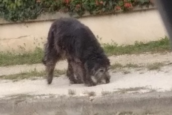 Alerta descoberta Cão Desconhecido Lunery France