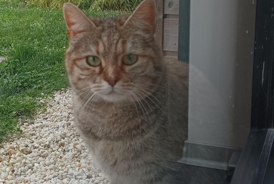 Alerta desaparecimento Gato Fêmea , 2 anos Versonnex France