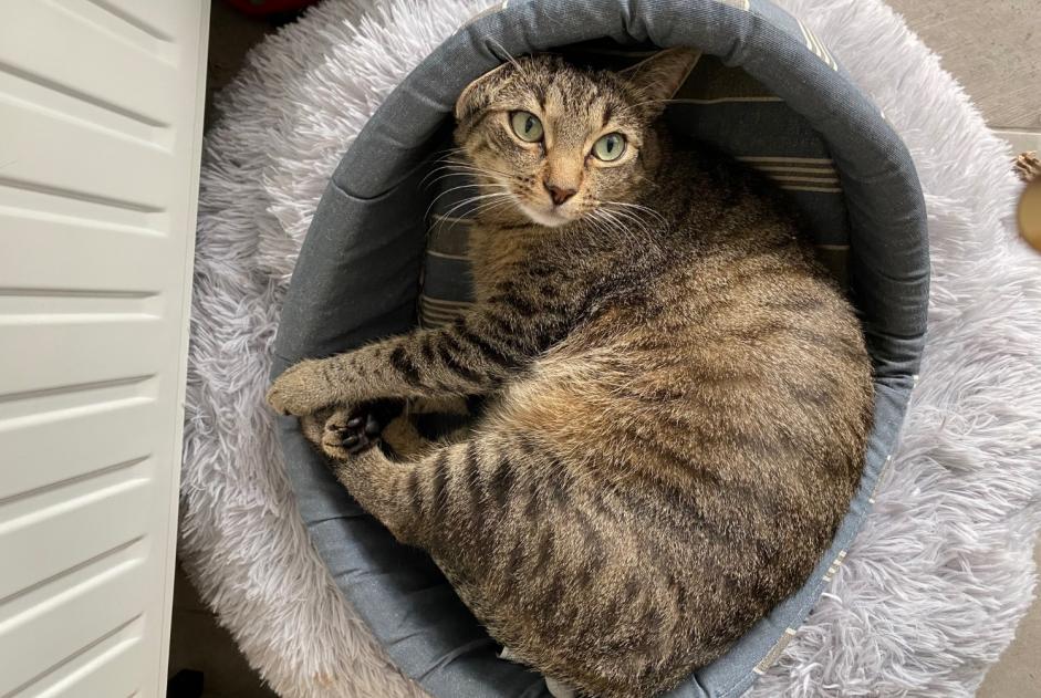 Alerta desaparecimento Gato Macho , 4 anos Saint-Malo France